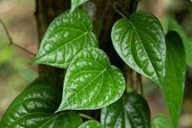 Daun Sirih