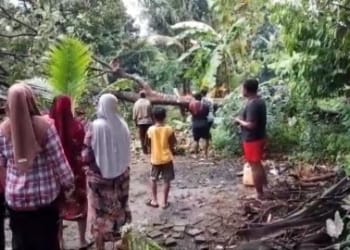 Pohon tumbang diterjang angin puting beliung menimpa rumah warga dan menutup akses jalan desa.
