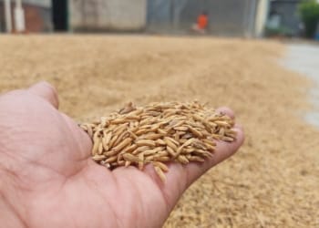 Hasil panen gabah petani Kampung Qurnia Mataram. Lampost.co/Raeza Handanny Agustira