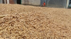 Bulog Lampung Serap Gabah, Jaga Harga Petani dan Stok Pangan