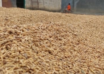 Bulog Lampung Serap Gabah, Jaga Harga Petani dan Stok Pangan