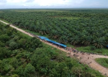 Ilustrasi HGU lahan di Lampung.