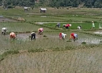 petani padi