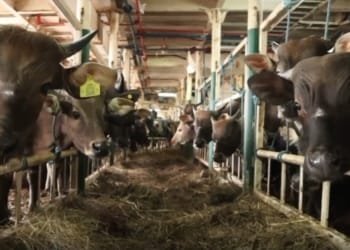 Ternak sapi. Penjualan hewan ternak meningkat menjelang perayaan Iduladha 1445 Hijriah. Dok/Antara