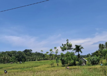 Ilustrasi- Petani di Kabupaten Pesisir Barat sedang mengusahakan lahan pertaniannya. ANTARA/Ruth Intan Sozometa Kanafi