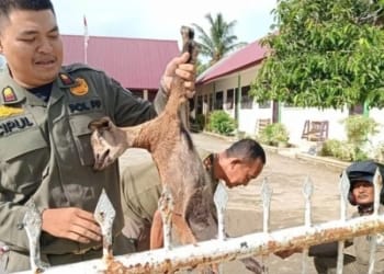 Pemerintah Kabupaten Aceh Barat mulai memberlakukan penertiban terhadap ternak milik masyarakat yang dilepas liar ke ruang publik, termasuk pengenaan denda mencapai Rp2,7 juta bagi pemilik ternak yang ternak nya tertangkap petugas yang melakukan penertiban.