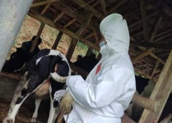 Ilustrasi penanganan pada hewan ternak sapi yang mengalami penyakit brucellosis.(Dok. Diskominfo Garut)