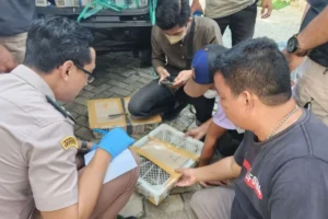 BKHIT Gagalkan Penyelundupan 2.540 Ekor Burung di Pelabuhan Bakauheni