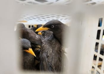 Balai Karantina Hewan, Ikan, dan Tumbuhan (BKHIT) Lampung menggagalkan upaya penyelundupan 2.540 burung ke Pulau Jawa, Sabtu, 4 Mei 2024. Dok BKHIT