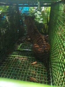 Pj Bupati Wanti-Wanti Warga Waspada Binatang Buas