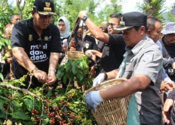 Gubernur Lampung Arinal Djunaidi dan Pj. Bupati Lambar Nukman memanen kopi di kebun petani, Rabu 29 Mei 2024. Dok/Pemkab Lambar