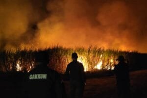 Pergub Lampung Soal Panen Tebu Untungkan Korporasi dan Rugikan Lingkungan
