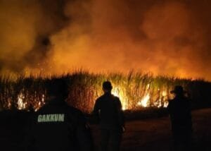 Pj Gubernur Lampung Diingatkan Jangan Keluarkan Pergub Panen Tebu Dengan Cara Dibakar