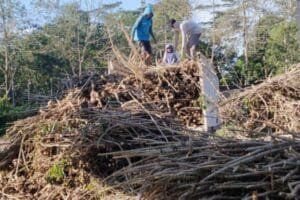 PLN EPI Gandeng RAE Bangun Ekosistem Biomassa Kerakyatan untuk Net Zero Emission 2060
