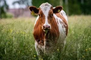 Saat Mendapat Daging Kurban, Ini 5 Bagian Sapi yang Sebaiknya Tidak Dimakan