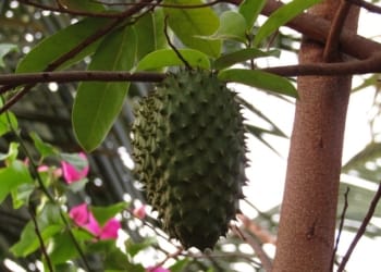 Ini 6 Khasiat Daun Sirsak untuk Kesehatan