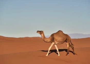 Terkait MERS-CoV, Jemaah Haji Sebaiknya Hindari Kontak dengan Unta