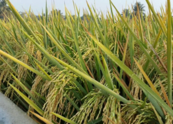 Padi varietas Inpari 32. Petani Lampung memiliki minat tinggi menanam padi varietas Inpari 32.