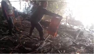 Buaya Muara Yang Menewaskan 1 Orang di Semaka Tanggamus Ditangkap