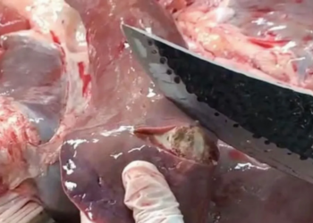 Salah satu hati hewan kurban yang terjangkit penyakit. (Dok/Antara)