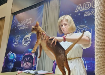 Lomba kucing di Kenjeren Park, Surabaya, Minggu, 23 Juni 2024. Dok/Antara