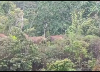Ilustrasi - Kawanan gajah liar di Suoh Lampung Barat. (ANTARA/HO/Warga)