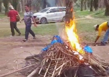 Judi Sabung Ayam di Perkebunan Sawit Dibubarkan