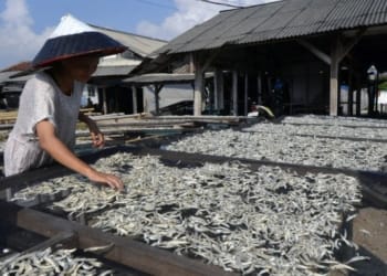 Pekerja menjemur ikan asin di Pulau Pasaran, Bandar Lampung, Lampung, Kamis, 13 Juni 2024. Foto: Antara