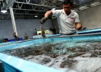 Budidaya Lobster (Antara)