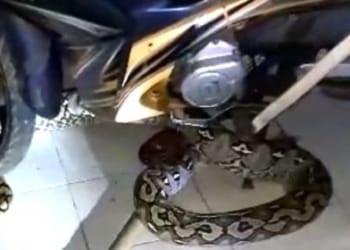 Ular yang terjebak di ban sepeda motor. Dok/Warga