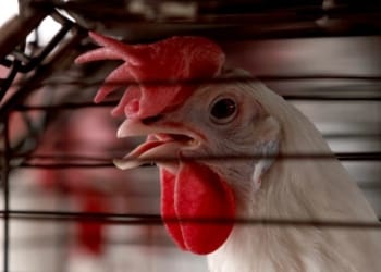MEXICO-HEALTH-ANIMALS-POULTRY-BIRD FLU