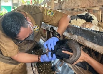 pengecekan hewan kurban