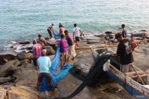Mengenal Tradisi Tarik Jaring Payang Nelayan Pesisir Lampung Selatan
