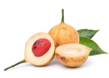 Cola Pala, Minuman Sehat Fermentasi Ekstrak Buah Pala