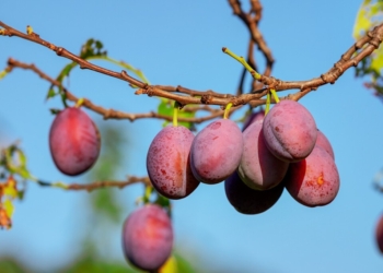 Ini 10 Manfaat Buah Plum bagi Kesehatan