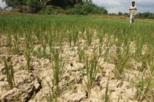 Kemarau Diprediksi Lebih Panas, BPBD Ingatkan Ancaman Godzilla El Nino