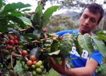 ilustrasi petani kopi