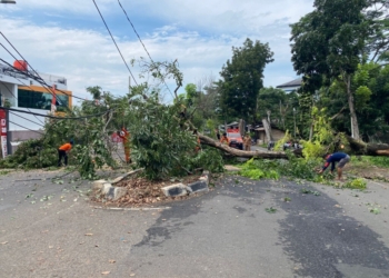 Pohon tumbang di Jalan Emir M Noor, Kelurahan Pengajaran, Kecamatan Telukbetung Utara, Bandar Lampung, patah sekitar pukul 08.45 WIB, Selasa, 9 Juli 2024. Dok PLN