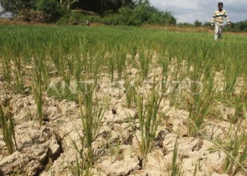 DKPTPH Lampung Gencarkan Pompanisasi untuk Menghadapi Kemarau