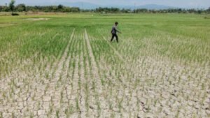 Strategi Amankan Produksi Pangan di Tengah Darurat Hadapi El Nino 2026