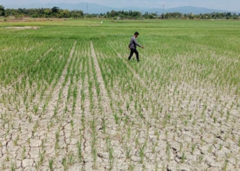 Petani berjalan di tengah sawah yang kekeringan. Dok/MI