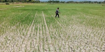 Petani berjalan di tengah sawah yang kekeringan. Dok/MI
