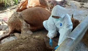 Waspada Penyakit BEF, 9 Ekor Sapi di Semarang Ditemukan Mati