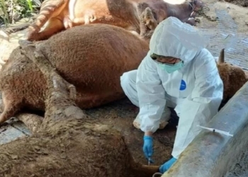 Penyakit BEF. Tim Kesehatan Hewan Dinas Peternakan Kota Semarang melakukan pemeriksaan ternak sapi yang mati mendadak. Dok/MI