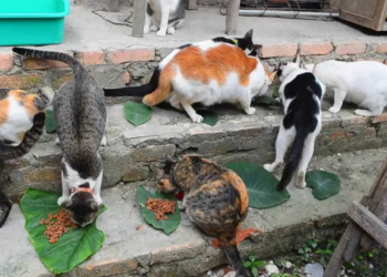 Ilustrasi. Warga Semarang memakan kucing.