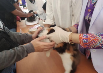 Vaksinasi rabies yang dilakukan Perhimpunan Dokter Hewan Indonesia (PDHI). Dok/Antara
