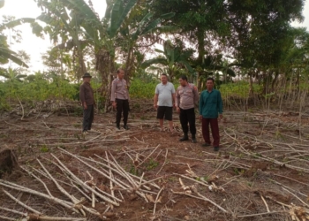 TKP pencurian singkong