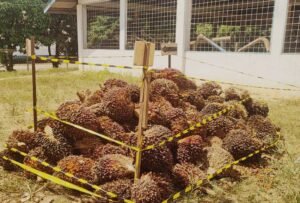 Kawanan Pencuri Tepergok Angkut 2,6 Ton Buah Sawit