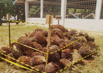 Kawanan Pencuri Buah Sawit