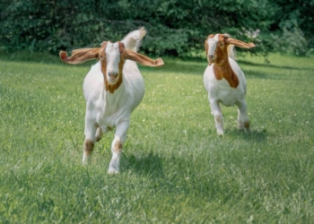 Salah Satu Sumber Protein, Ini Manfaat Susu Kambing bagi Pertumbuhan Remaja